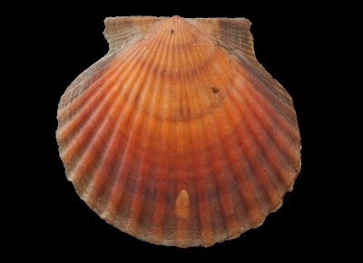 Argopecten irradians irradians